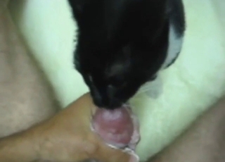 Cat is going to worship his nuts and his boner