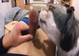 Dog is going to worship a hard penis in a POV vid