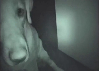 Dude has a slutty dog waiting for him at night