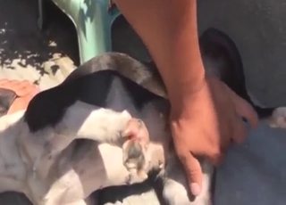 Horny animal getting fingered by a true alpha