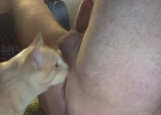 Azgın bir kedi tarafından yalanan pis kokulu hayvansever götü