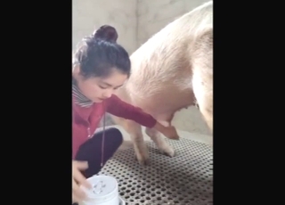 Chinese girl is working this pig's stiff penis too