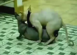 Sfenks kedileriyle ateşli hayvansever röntgenci sahnesi