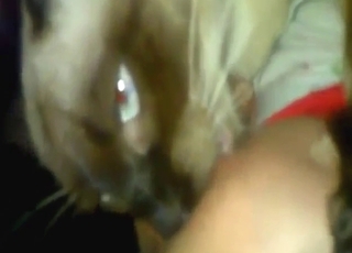 Cat in zoo sex scene with lots of hot licking