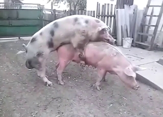 Pig-on-pig fuckfest outside, one beast gaped
