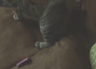 Cat pussy play with lots of sexy close-ups in HQ