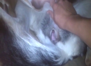 Dude is going to invade that dog's hot pussy