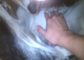 Dude is going to invade that dog's hot pussy