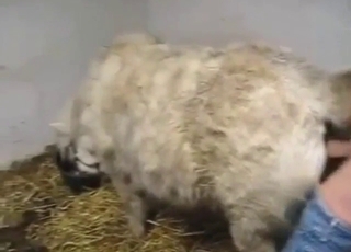 Moist mare pussy fucking with a well-hung guy