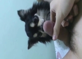 Beast is going to lick that dick to make him cum