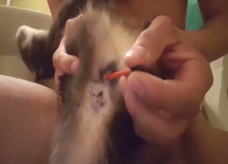 Yakın çekimler, baştan çıkarmalar ve daha fazlasını içeren ateşli kedi seks sahneleri.