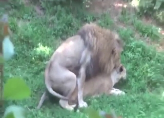 Plenty of foreplay and then the lions fuck harder