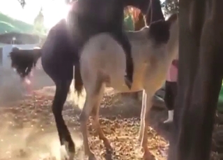 Horse banging and legit zoophile porn orgasms