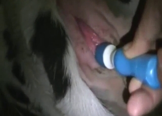 Vibrator play with sexy cow that wants to get off