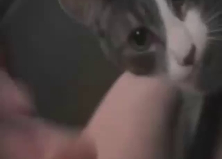 Cat gets to lick that penis up and down, so hot