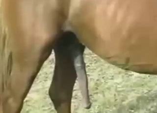 Brown stallion is going to fuck a white mare hard