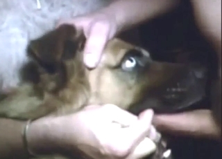 Dog blowjob scene with sloppy action in HQ