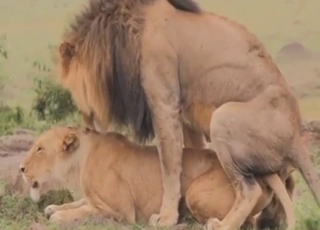 Zoo sex and lion fucking with LOUD orgasms