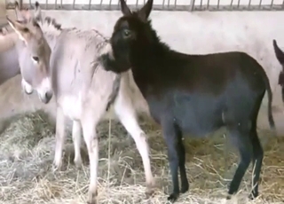 Zoo sex scene with donkey pissing and more