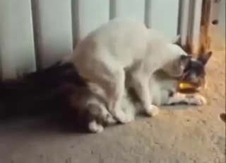 Sexy cat is going to fuck another cat with passion