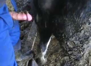 Cow porn movie with shitty, messy implications