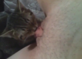 Kitty pleasing scene with lots of hot licking