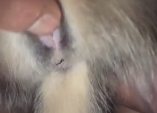 Kitty pussy is going to get fucked with close-ups