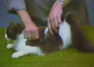 Cute kitty in zoophile XXX: teasing, presenting