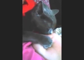 Sıcak bir hayvanat bahçesi seks videosunda siyah kedi bir kadının memesini emiyor.