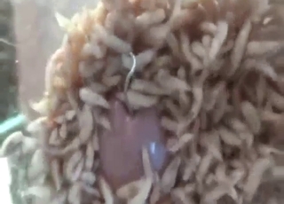 Guy is cumming buckets with his favorite maggots