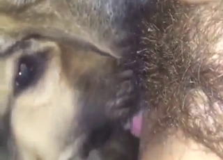 Two dogs are going to appreciate all the best sex