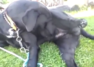 Dog is going to suck that dick off while outside