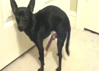 Attractive black dog wants to show its hard dick