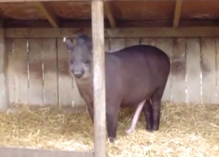 Tapir shows that naked body while still outside