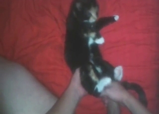 Zoo porn shows an adorable cat taking huge peen