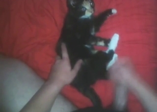 Zoo porn shows an adorable cat taking huge peen