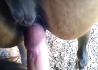 Small mare with a tender pussy wants fucking