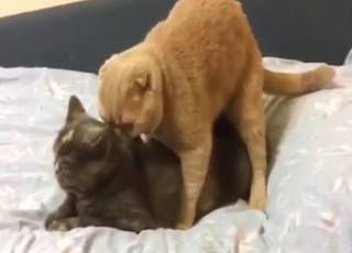Two cats are enjoying hard doggystyle on a bed