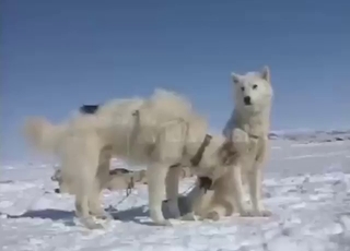 Winter-time zoo sex with sexy Husky dogs