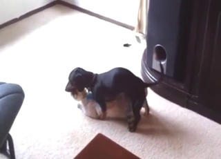 แฟนๆ การเล่นฉี่และคนรักสัตว์ทุกคนจะต้องหลงรักสุนัขตัวนี้