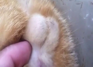Cat's ballsack looks brilliant in a POV movie