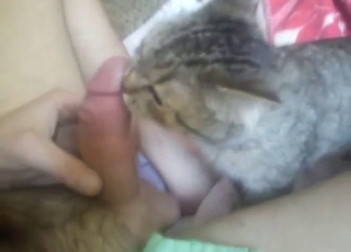 Freaky cat slurping down that throbbing shaft