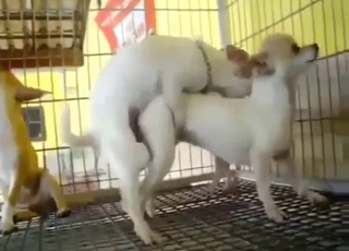 Boşalmak isteyen canavarlarla üçlü seks