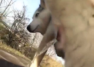 Deranged zoo porn with a Husky pissing, etc.