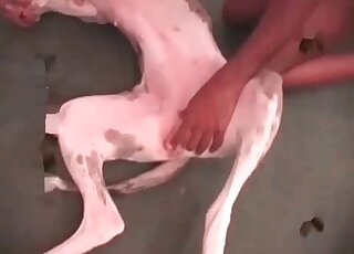 Dude fucking that dog real hard