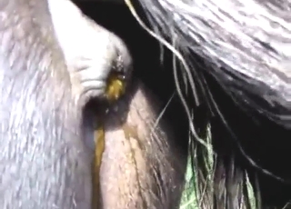 Bestiality sex forgotten: we get to see pony poop