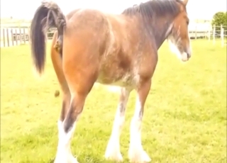 Nasty outdoor shitting session with a stallion