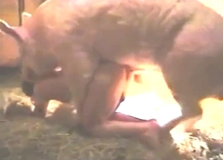 Pig fucking ritual with a slutty lady taking it