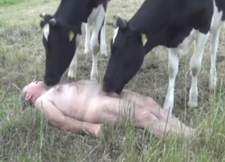 Dude pretends not to want two calves fucking