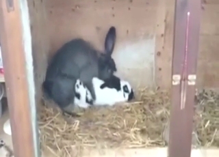 Animal fuck scene with two bunnies banging